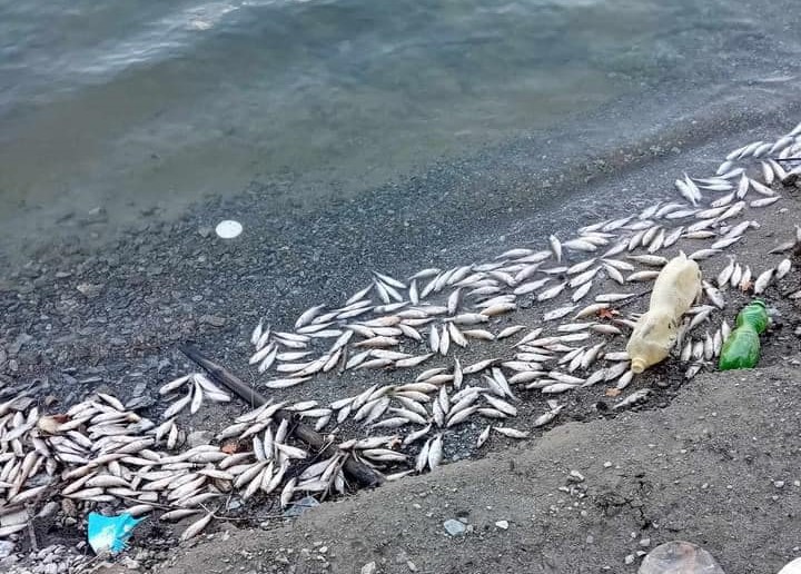 Поморот на риби во Калиманско езеро од 6 август 2024 година