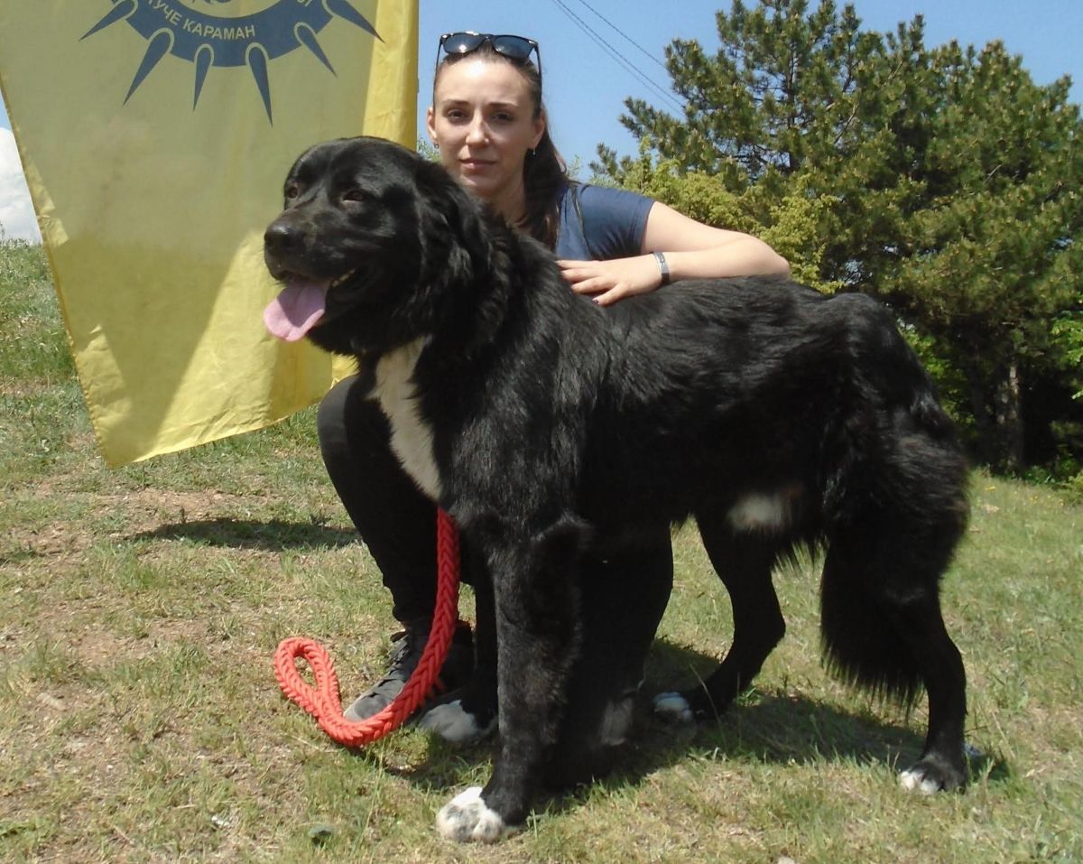 Мими Стефковска со нејзиниот караман Џек на презентацијата на македонски карамани