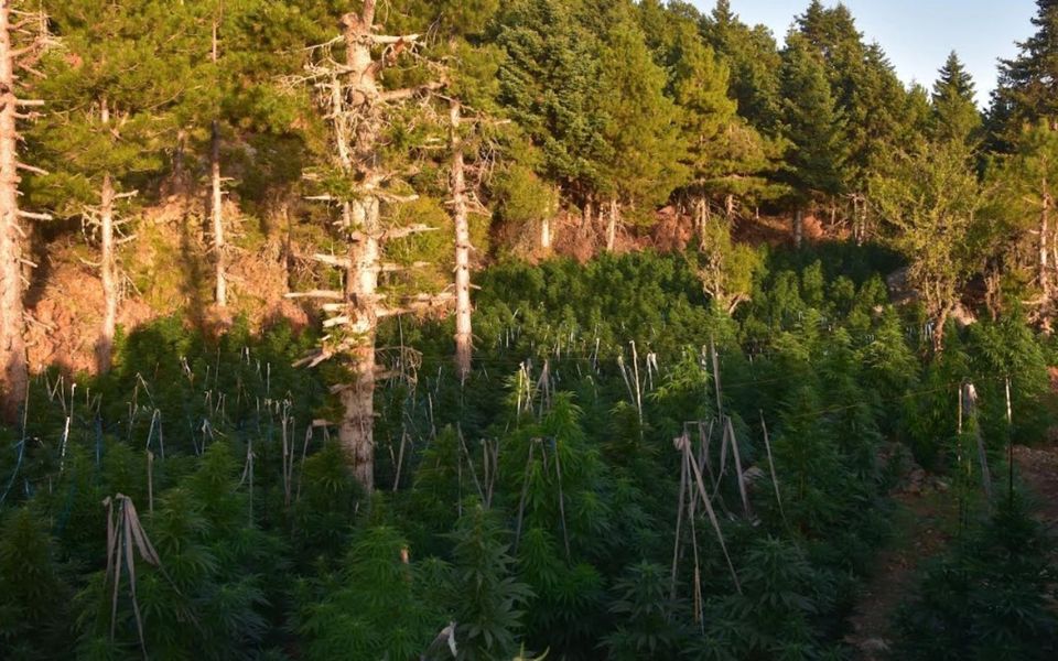 Во шума на грчки Коринт полицијата откри плантажа со канабис