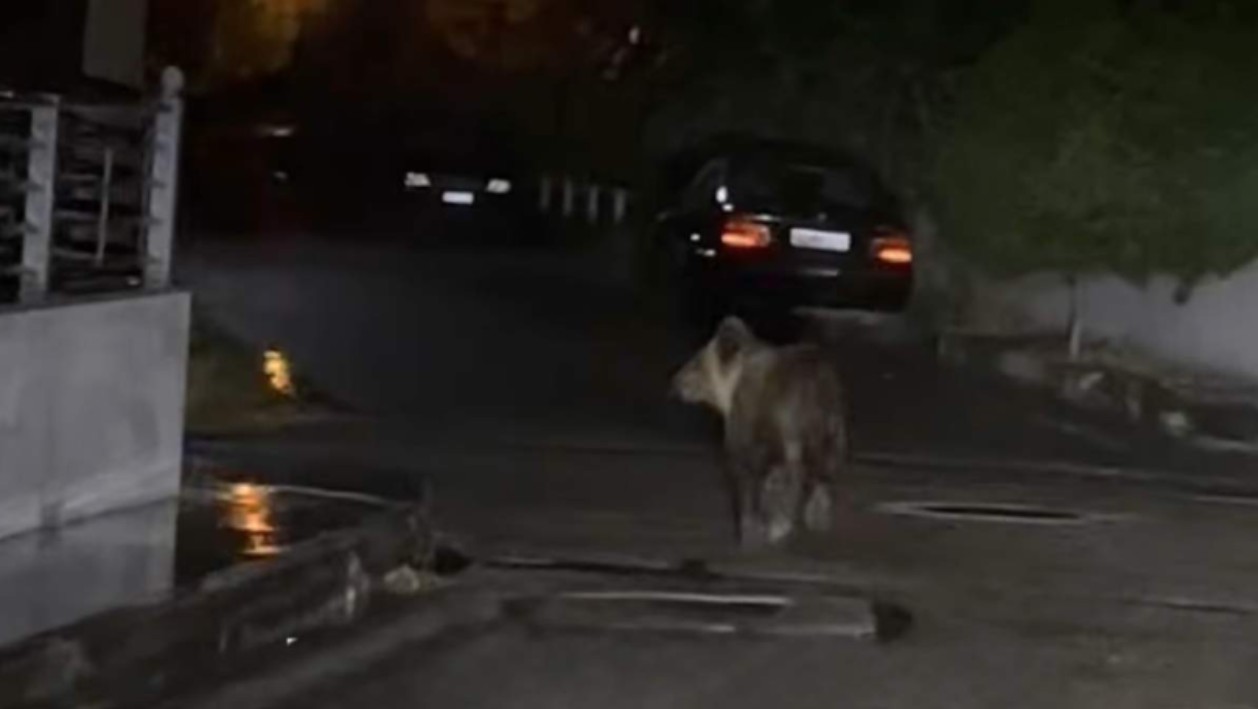 Мечка среде град во Грција