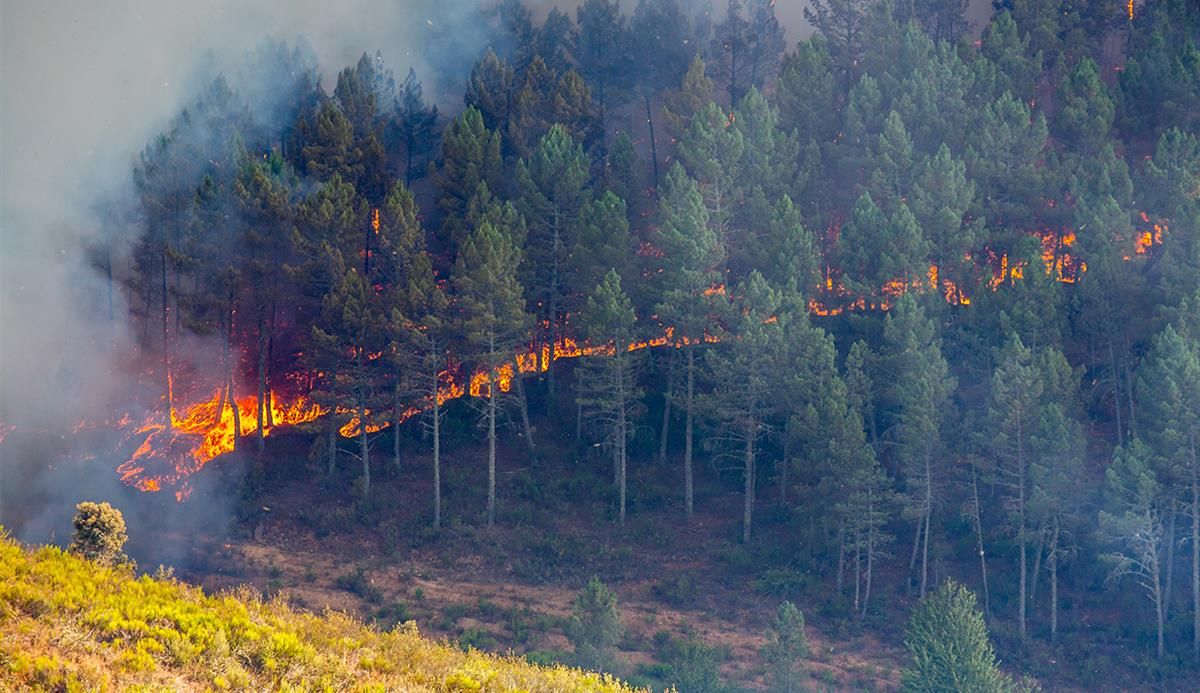 Министерството за земјоделиe ги напуштило реформите во шумарството