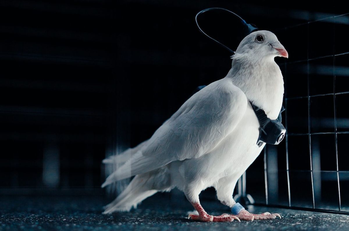 „био-дронови“