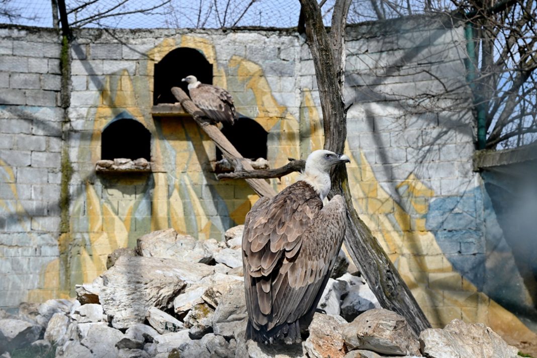 Битолската