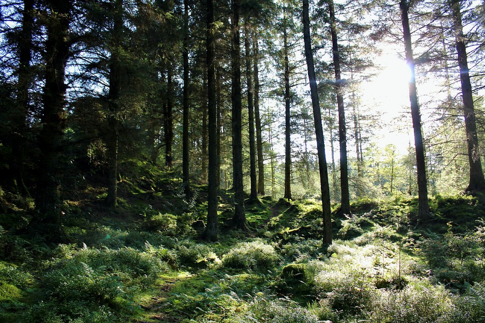 ОН